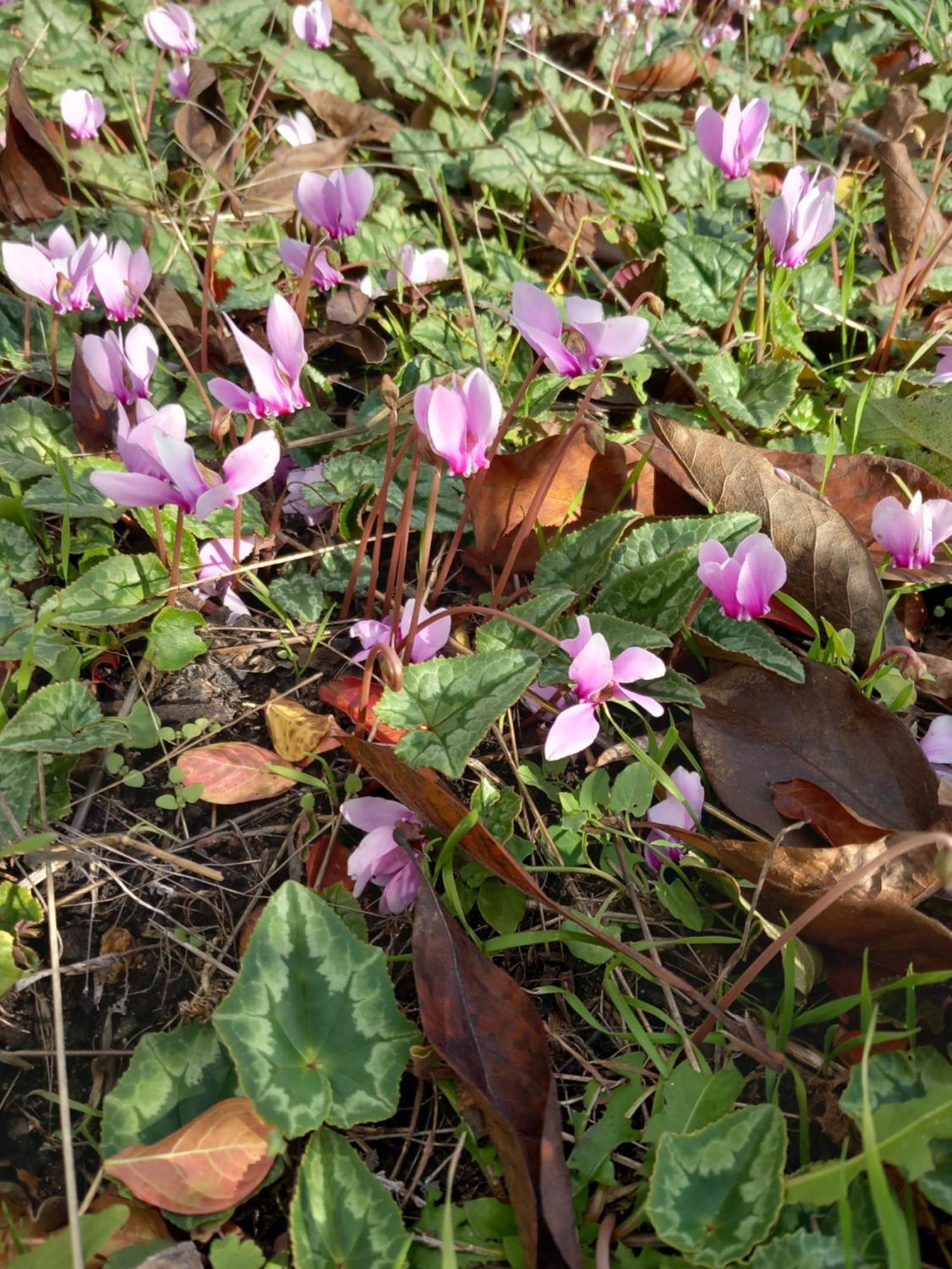 Les Cyclamens 1 Lejlighed Cosne-sur-Loire Eksteriør billede